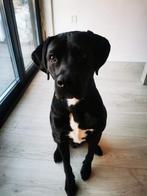Lieve & enthousiaste Boxador (Ted) zoekt een gouden mandje, Dieren en Toebehoren, Rabiës (hondsdolheid), Reu, Groot, Eén hond