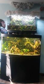 Aquarium hulp aangeboden, Dieren en Toebehoren, Vissen | Aquaria en Toebehoren, Plant(en), Steen of Hout, Ophalen of Verzenden