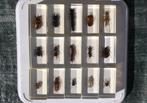 Tropische Insecten in Acryl - 15 Stuks, Ophalen, Gebruikt, Insect, Opgezet dier