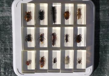 Tropische Insecten in Acryl - 15 Stuks beschikbaar voor biedingen