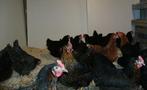 Zwarte Barnevelders., Vrouwelijk, Kip
