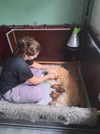 Werpkist honden, Dieren en Toebehoren, Honden-accessoires, Ophalen of Verzenden, Gebruikt