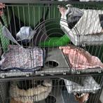 Twee lieve fretten met kooi en toebehoren, Dieren en Toebehoren, Ophalen of Verzenden, Zo goed als nieuw, Kooi