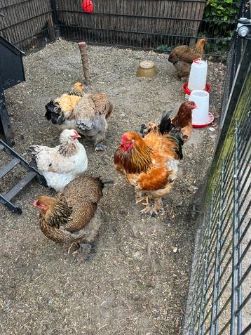 Brahma broedeieren 🐣 beschikbaar voor biedingen