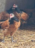 Jonge Vorwerk hennen en hanen, Dieren en Toebehoren, Pluimvee, Vrouwelijk, Kip