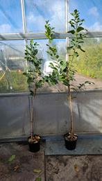 Laurier rotundifolia 200 cm hoog, Tuin en Terras, Planten | Bomen, Ophalen, Halfschaduw, Overige soorten, 100 tot 250 cm