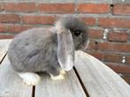 2 konijnen (9 weken oud), Meerdere dieren, Klein, Hangoor, 0 tot 2 jaar