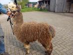 Alpaca hengst te koop, Dieren en Toebehoren, Overige Dieren, Mannelijk