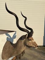 Opgezette Kudu in prachtige conditie (26), Verzenden, Zo goed als nieuw, Opgezet dier