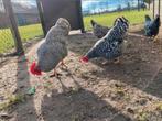 Amrock krielkippen, Dieren en Toebehoren, Meerdere dieren, Kip