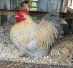 Cochin kriel isabelporselein haan, Dieren en Toebehoren, Pluimvee, Mannelijk, Kip