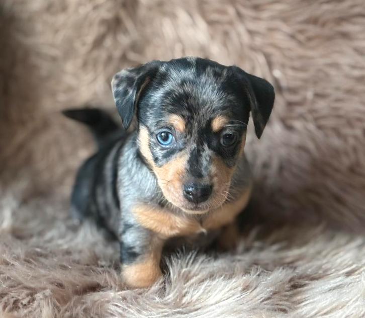 Jack Russel pups uit geteste ouders, Dieren en Toebehoren, Honden | Jack Russells en Terriërs, Meerdere dieren, Jack Russell Terriër