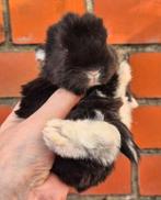 Franse hangoor nestje (regio Hemiksem-Antwerpen), Vrouwelijk