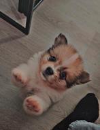 Lieve pomeriaan/ keeshond pups, Dieren en Toebehoren, Honden | Poolhonden, Keeshonden en Oertypen, Keeshond, 8 tot 15 weken, Meerdere