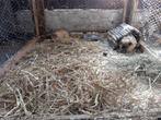 Konijnen en cavia vakantie opvang, Meerdere dieren