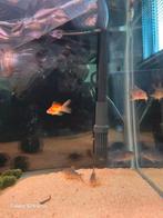 Sluierstaart goudvis gratis afhalen, Dieren en Toebehoren, Hagedis, 0 tot 2 jaar