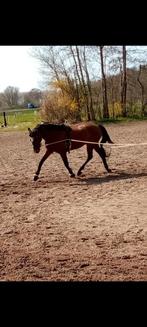 Instructie aangeboden, Diensten en Vakmensen, Dieren | Paarden | Verzorging, Oppas en Les, Paardrijles of Ponykampen