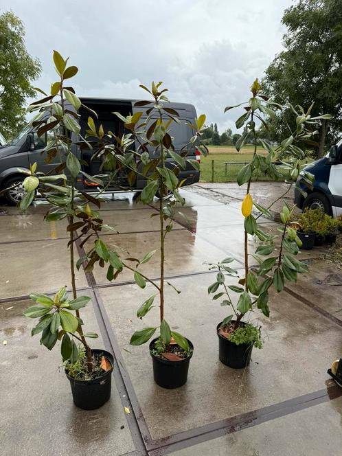Magnolia grandiflora de eerste bloemen komen er in, Tuin en Terras, Planten | Tuinplanten, Vaste plant, Overige soorten, Halfschaduw