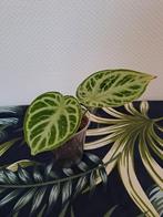 Anthurium Silver Blush, Ophalen of Verzenden, Overige soorten, Minder dan 100 cm