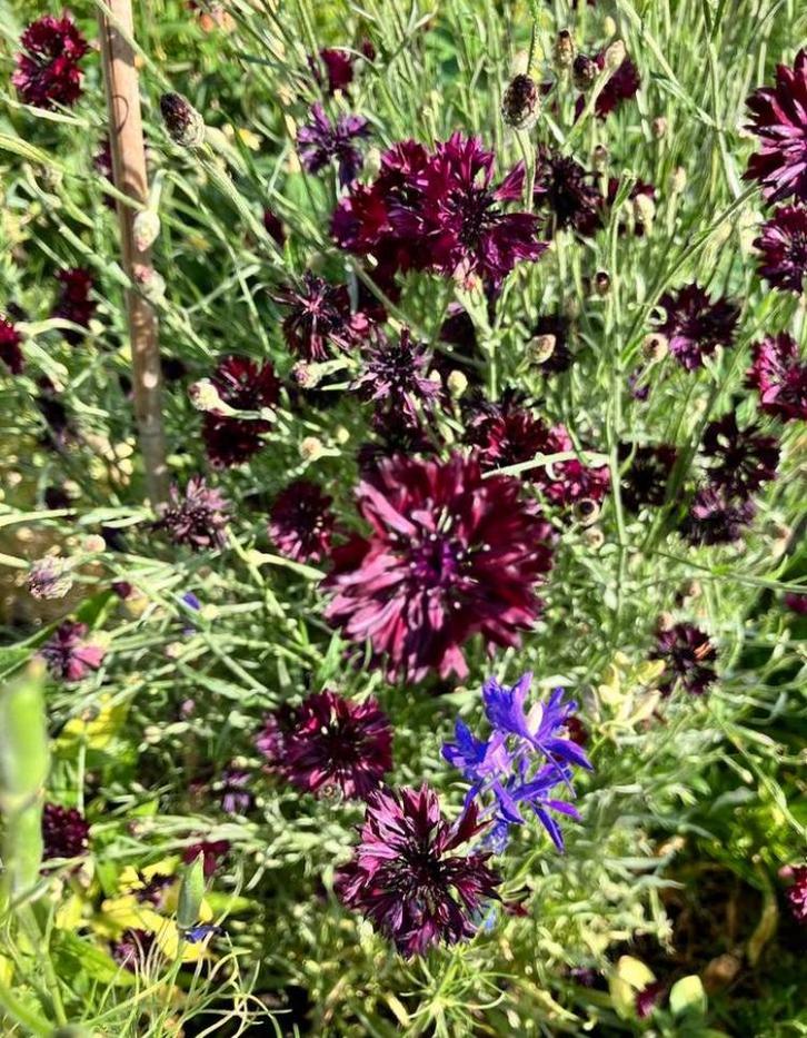 Korenbloem zaden Black Ball, Tuin en Terras, Bloembollen en Zaden, Volle zon, Ophalen of Verzenden