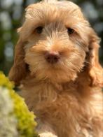 Fantastisch mooie abricot kleur Cockapoo pups! Goed verzorgd, Dieren en Toebehoren, Honden | Chihuahua's en Gezelschapshonden