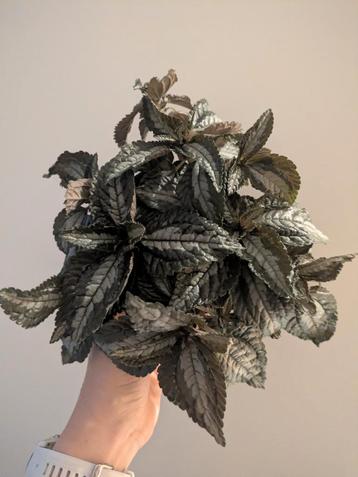 Pilea Spruceana Silver Tree beschikbaar voor biedingen