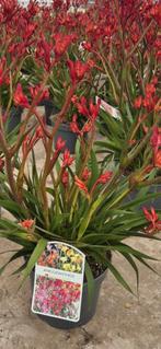 Anigozanthos  bloeiende plant, Ophalen of Verzenden, Zomer, Volle zon