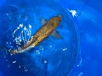 Ginrin ochiba Oofuchi, Dieren en Toebehoren, Vissen | Vijvervissen, Karper of Koi