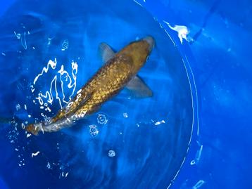 Ginrin ochiba Oofuchi beschikbaar voor biedingen