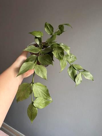 Hoya polyneura (Silver AKA Broget) beschikbaar voor biedingen