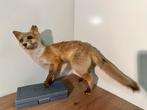 Opgezette Vos - Taxidermie, Ophalen of Verzenden