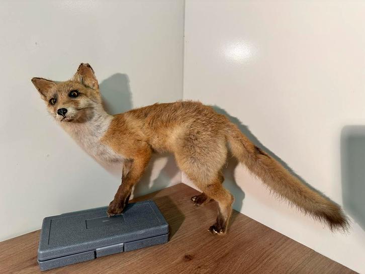 Opgezette Vos - Taxidermie, Antiek en Kunst, Antiek | Overige Antiek, Ophalen of Verzenden