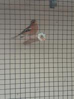 Vink man agaat, Dieren en Toebehoren, Vogels | Overige Vogels, Mannelijk, Wildzangvogel, Geringd