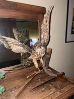 Opgezette buizerd, Ophalen, Zo goed als nieuw, Vogel, Opgezet dier
