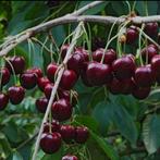 Uw eigen biologische kersenboom, Ophalen, Lente