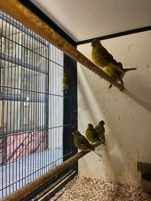 Five Fancy kanarie mannen | Passend advies, Dieren en Toebehoren, Vogels | Kanaries, Kleurkanarie, Mannelijk
