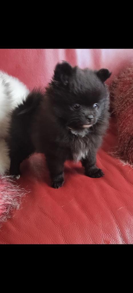 Heel klein dwergkees /pomeriaan teefje, Dieren en Toebehoren, Honden | Poolhonden, Keeshonden en Oertypen, Teef, Keeshond, Particulier