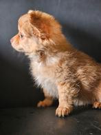 Chihuahua pup s .1 teef 1 reu .mag verhuizen ., Dieren en Toebehoren, Honden | Chihuahua's en Gezelschapshonden, 8 tot 15 weken