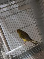 Kanaries poppen en mannen, Dieren en Toebehoren, Vogels | Kanaries, Meerdere dieren, Kleurkanarie