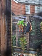 1-1 boomklevers kweekkoppel, Dieren en Toebehoren, Meerdere dieren, Wildzangvogel, Geringd