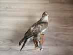 Opgezette buizerd op tak, Verzamelen, Dierenverzamelingen, Ophalen of Verzenden