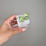 Hoya Heuschkeliana Variegata, Overige soorten, Minder dan 100 cm, Bloeiende kamerplant, Halfschaduw
