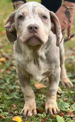 American Bully xxl, Dieren en Toebehoren, Overige rassen, Meerdere, Meerdere dieren, Nederland