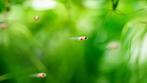 Black molly, platy s en guppie jongen, Dieren en Toebehoren, Vissen | Aquariumvissen, Vis