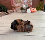 Raszuivere jonge borstel cavia, Dieren en Toebehoren, Knaagdieren, Cavia, Mannelijk, Tam, Oktober