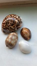 Vier mooie schelpen, Verzamelen, Ophalen, Schelp(en)
