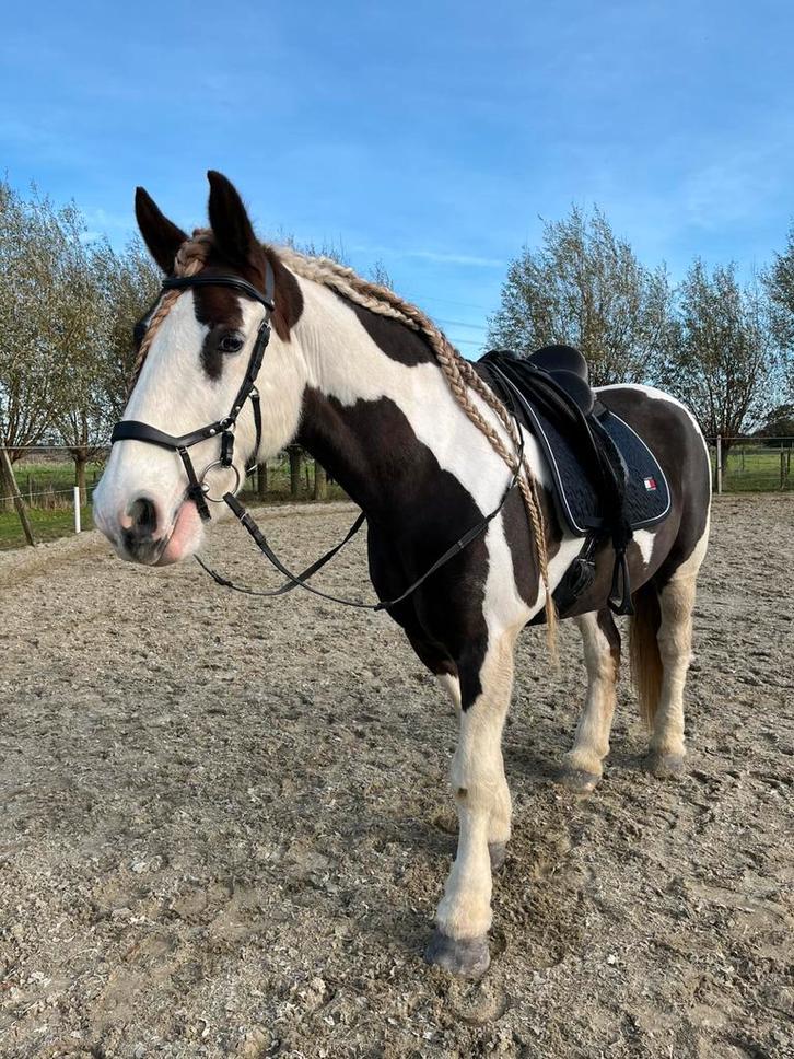 Verzorger gezocht / verzorgpaard aangeboden, Dieren en Toebehoren, Paarden en Pony's | Verzorgingsproducten, Ophalen of Verzenden