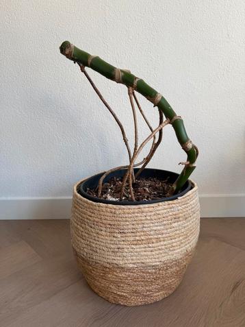 Monstera Plant (Base Part) – Healthy & Thriving beschikbaar voor biedingen