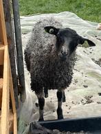 Gotland pelsschaap ram lammeren, Dieren en Toebehoren, Schapen, Geiten en Varkens, Mannelijk, Schaap