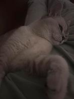 Prachtige Britse Korthaar, Dieren en Toebehoren, Katten en Kittens | Raskatten | Korthaar, Kater, Ontwormd, 0 tot 2 jaar